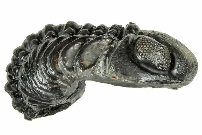 Long, Curled Austerops Trilobite - Morocco #323519